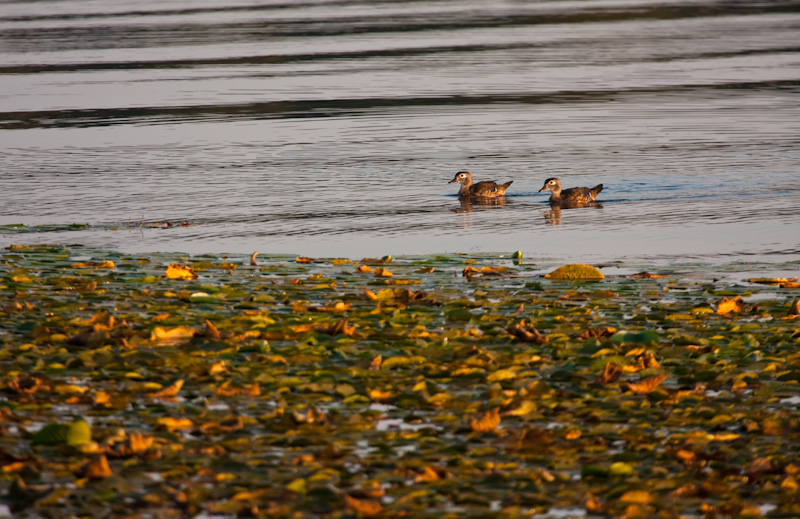 Wood Ducks